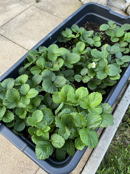 Why aren’t my strawberries flowering?