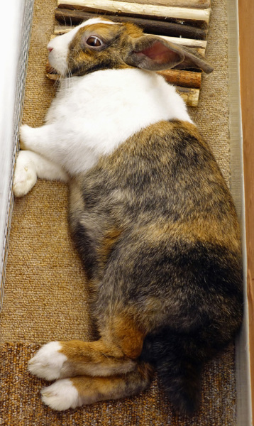 Rabbit rescue targeted by TRAs