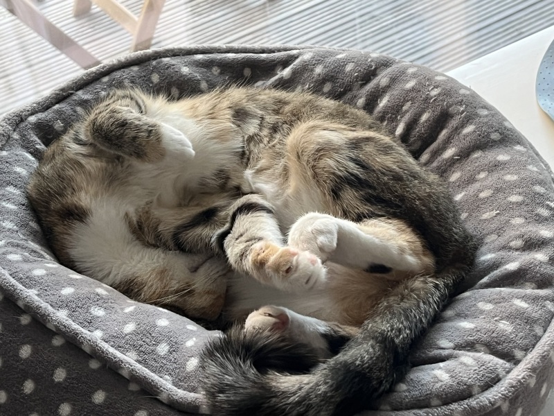 Roond and roond and up and doon - the Excellent Cats roam aboot