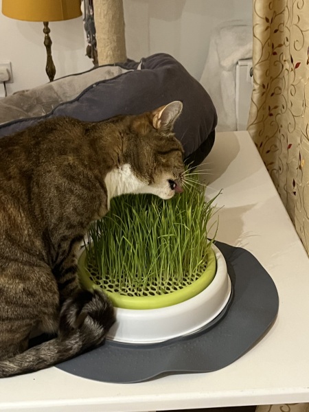 Roond and roond and up and doon - the Excellent Cats roam aboot