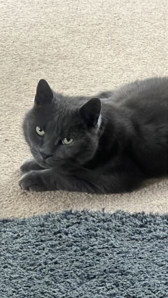 To show you my cat and her kittens for distraction and stress relief purposes?