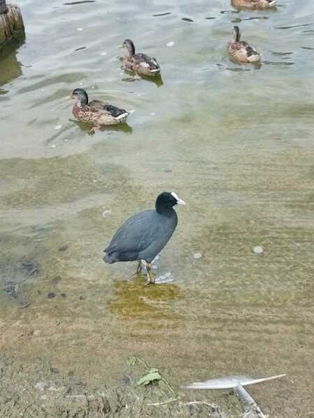 The One after the One where the Excellent Cats posed for a calendar