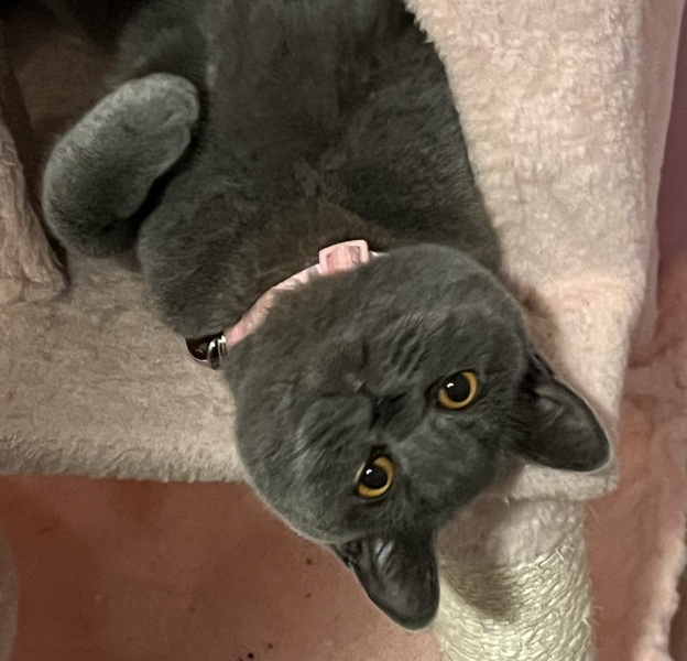 Bringing home 2 kittens on Sunday - what have I forgotten?!
