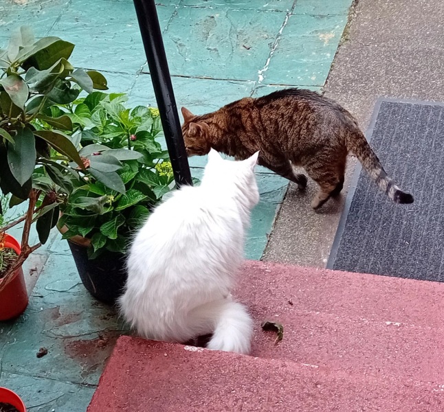 Roond and roond and up and doon - the Excellent Cats roam aboot