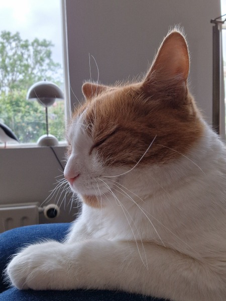 Roond and roond and up and doon - the Excellent Cats roam aboot