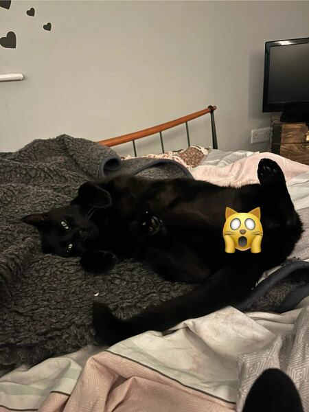 DH says cat needs to show more gratitude