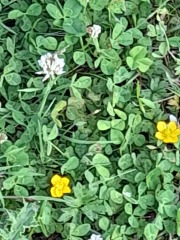 Weeds Have Rights Too !