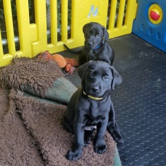 Crate training a puppy - so much conflicting advice