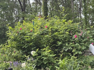 Come and tell us your dull and unexciting news 33: Calmly through the day