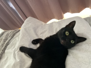 Bringing home 2 kittens on Sunday - what have I forgotten?!