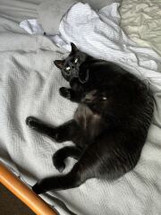 Roond and roond and up and doon - the Excellent Cats roam aboot