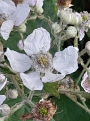 Weeds Have Rights Too !