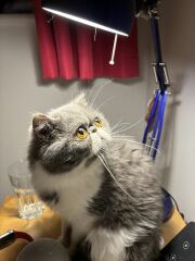 Pampered, Persian, Princess Penelope