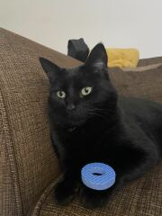 Cat abscess hell!!