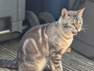 Roond and roond and up and doon - the Excellent Cats roam aboot