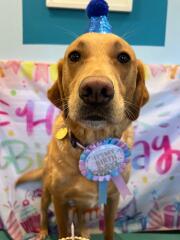 We've exceeded our 10k pet insurance limit