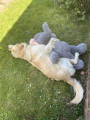 Adolescent Dog Survival Thread - for teenage dirtbags