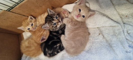 To show you my cat and her kittens for distraction and stress relief purposes?