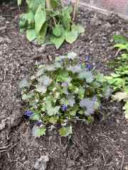 Campanulas and hydrangea not doing great