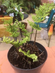 Can anyone ID these ferns?