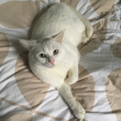 Is it just my white cat?
