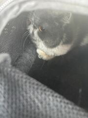 Pampered, Persian, Princess Penelope