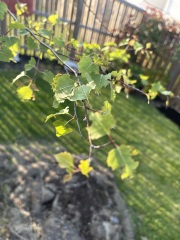 What’s eating my birch trees? 🌳