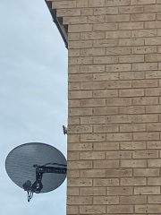 To show you my cat and her kittens for distraction and stress relief purposes?