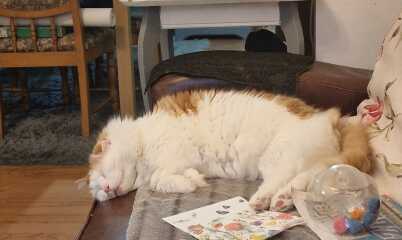 Roond and roond and up and doon - the Excellent Cats roam aboot