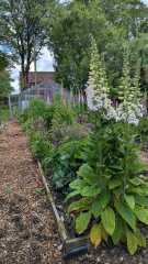 Year round Nigel Slater discussion thread Part 2