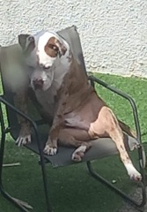 Dog nextdoor