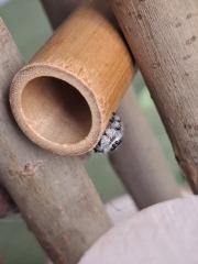 My new jumping spider.