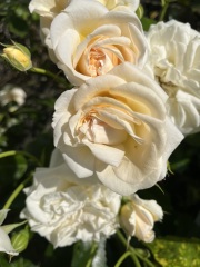 Rose talk...