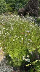 Show me your bee and butterfly garden please!