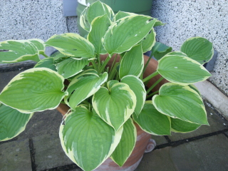 More hosta trouble