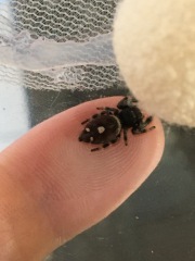My new jumping spider.