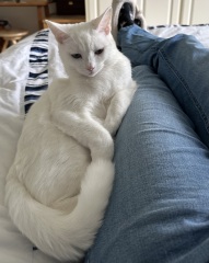 Roond and roond and up and doon - the Excellent Cats roam aboot