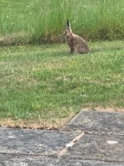 Hares in the garden