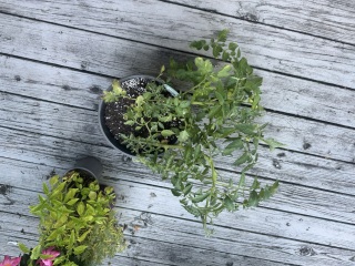 Come and tell us your dull and unexciting news 34: Calmly through the day