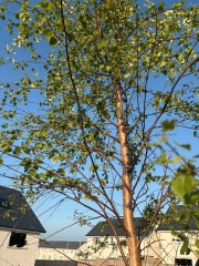 What’s eating my birch trees? 🌳