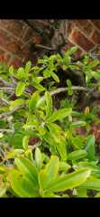 Any ideas what happened to my bush?