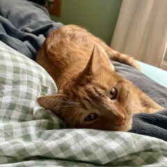 To show you my cat and her kittens for distraction and stress relief purposes?