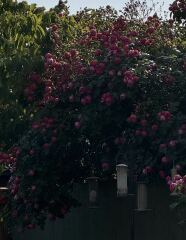 Please can you ID this rose?