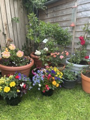 What have you done in the garden today? Part 7