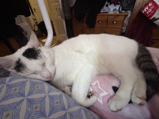 Cats everywhere!