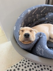 Puppy stomach upset - when to call the vet?