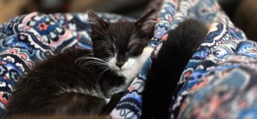 Kitten "Nursing" on my Neck
