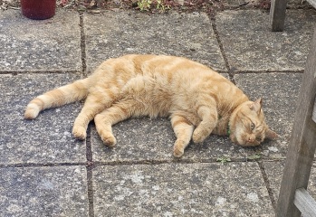 Roond and roond and up and doon - the Excellent Cats roam aboot