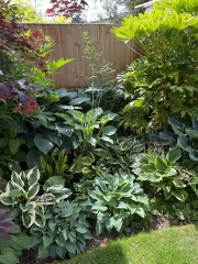 What have you done in the garden today? Part 7