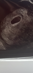 Clear blue says 2-3 weeks but I’m 6 weeks pregnant